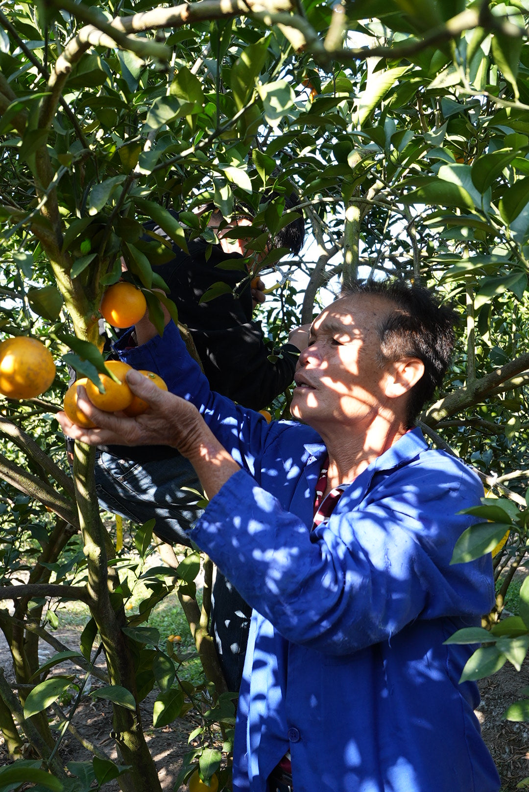 紅江橙(家庭裝5KG)