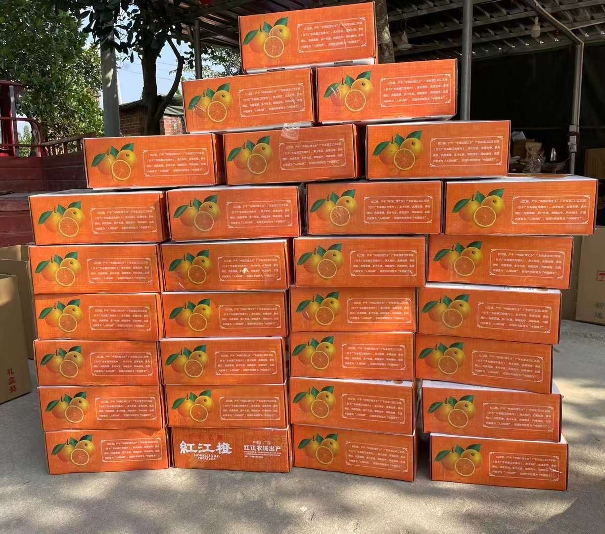紅江橙(精品裝5KG)