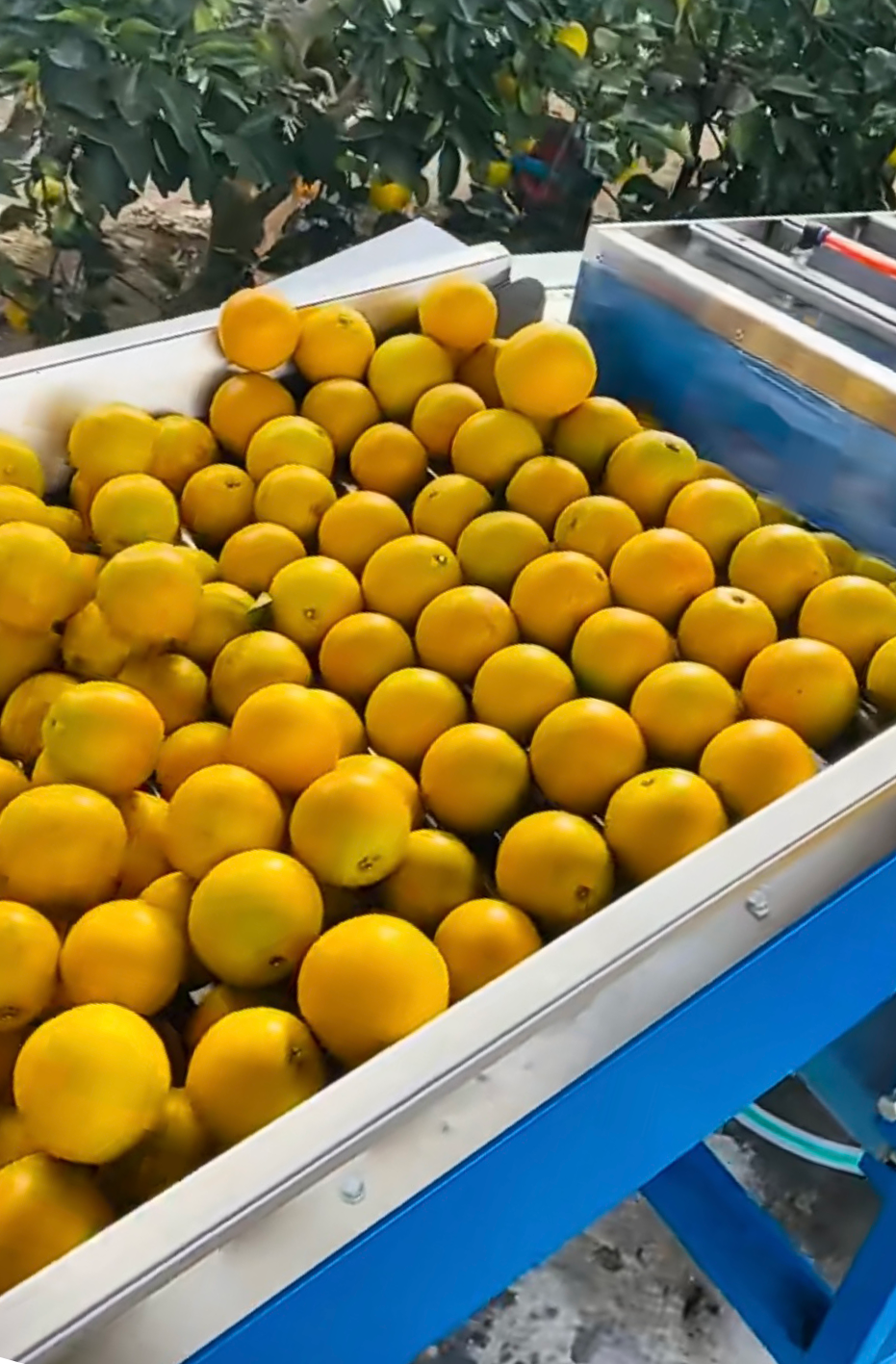 紅江橙(精品裝5KG)