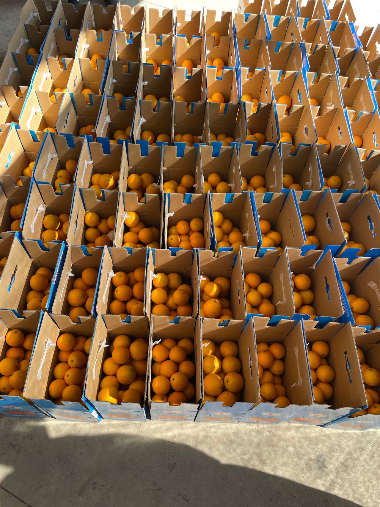 紅江橙(家庭裝5KG)