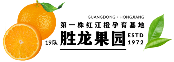 HongJiangOrange